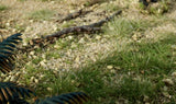 All Game Terrain - Static Grass Shaker Kit (G6595)