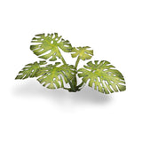 GamersGrass: Laser Plants - Monstera (GGLP-MT)