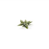 GamersGrass: Laser Plants - Plantain Lily (GGLP-PL)